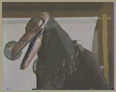 Raven